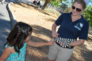 young girl visits the zoo and touches a snake held by zoo staff